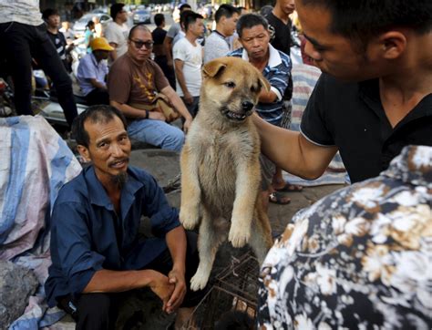 how much are dogs eaten in china